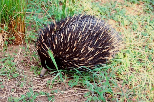 Zdjęcie z Australii - I jeszcze jedno ujecie