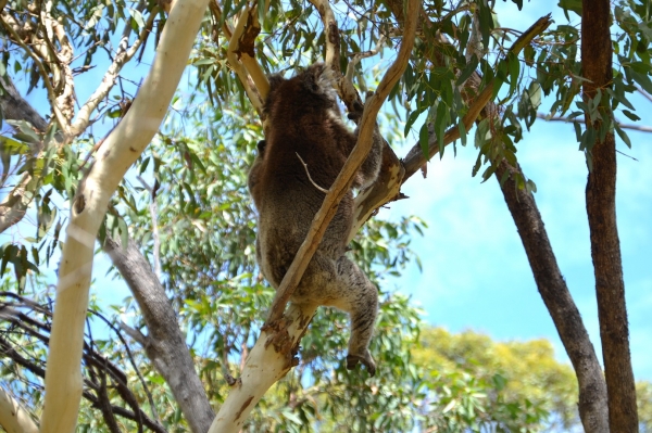 Zdjęcie z Australii - Koala nr 3