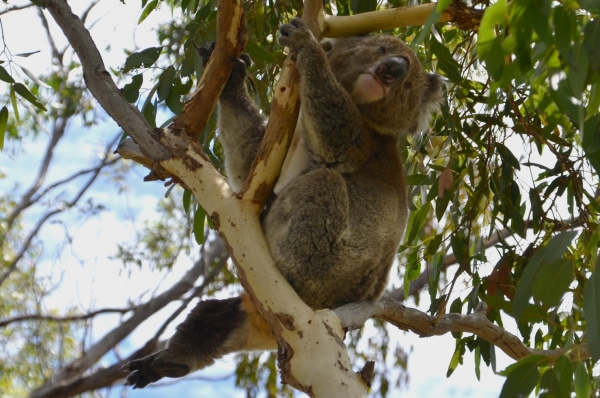 Zdjęcie z Australii - Nie chce byc fotografowany - spadam wyzej :)
