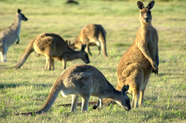 Zdjęcie z Australii - Kangurza rodzina przy wyjezdzie z parku nar.