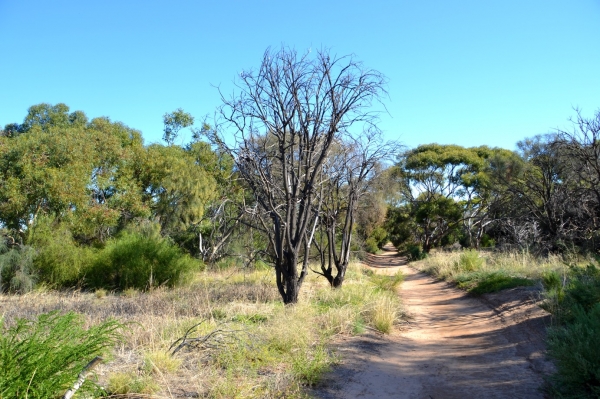 Zdjęcie z Australii - Hallett Cove Conservation Park