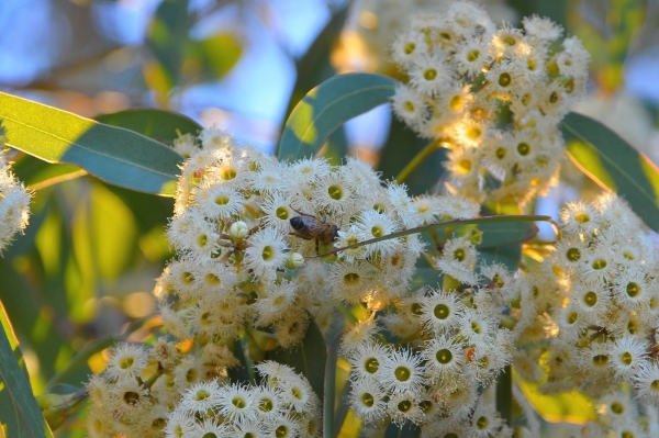 Zdjęcie z Australii - Fauna i flora (kwiaty bialego eukaliptusa)