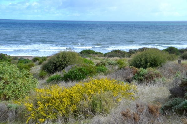 Zdjęcie z Australii - Rezerwat Geologiczny Hallett Cove