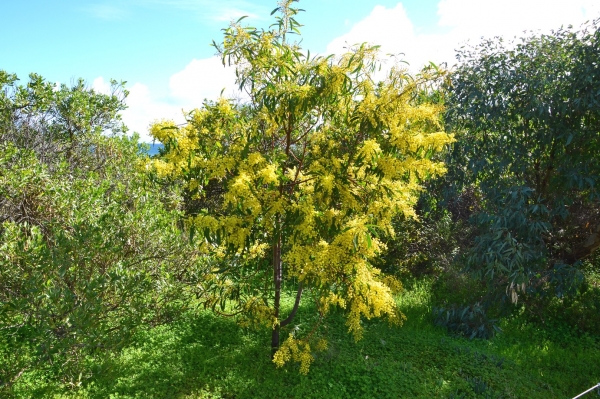 Zdjęcie z Australii - Kwitnie akacja mimoza, zwana tu wattle