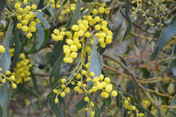 Zdjęcie z Australii - Kwitnie akacja mimoza, zwana tu wattle