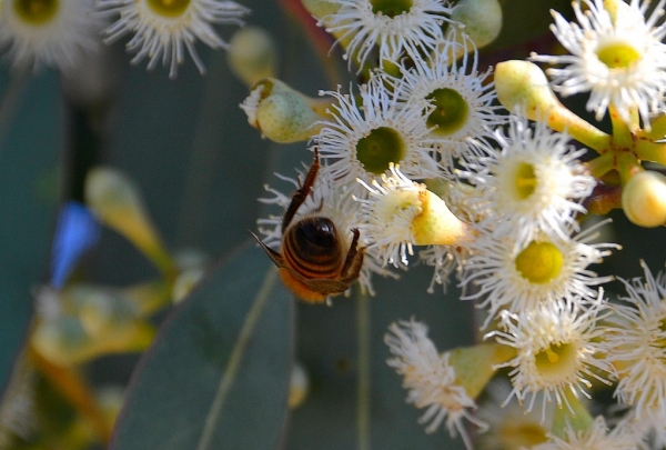 Zdjęcie z Australii - Fauna i flora 