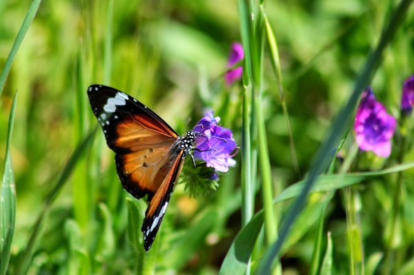 Zdjęcie z Australii - Fauna i flora 