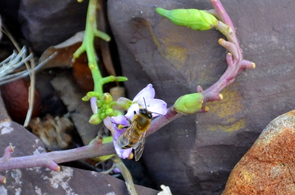 Zdjęcie z Australii - Fauna i flora 