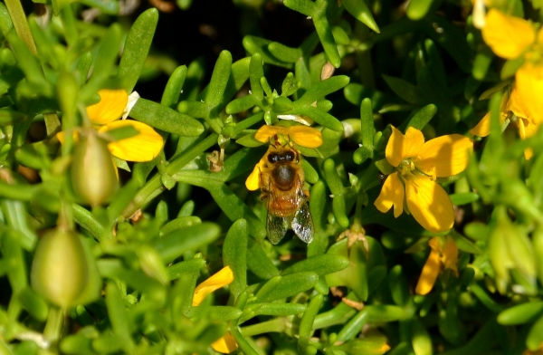 Zdjęcie z Australii - Fauna i flora 