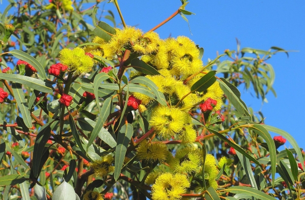 Zdjęcie z Australii - Pieknie kwitnaca odmiana eukaliptusa