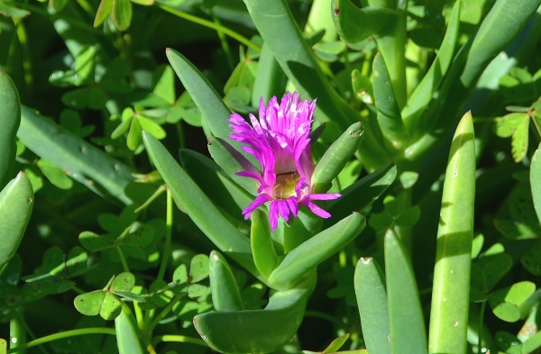 Zdjęcie z Australii - Kwitnie "lodowe ziele" (ice plant)
