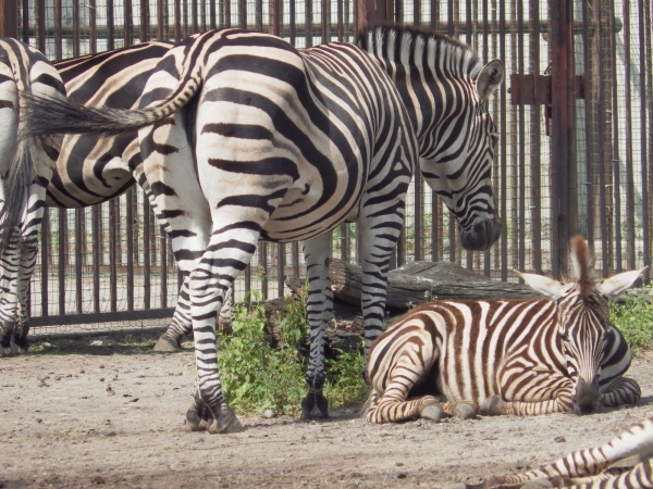 Zdjęcie z Polski - Jeszcze raz w Zoo
