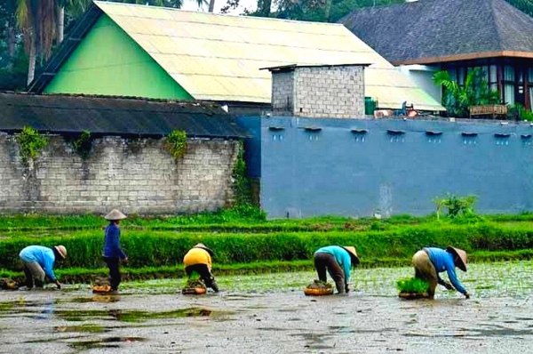 Zdjęcie z Indonezji - pierwsza wycieczka - do Ubud