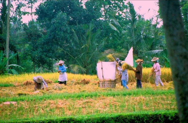 Zdjęcie z Indonezji - pola ryzowe