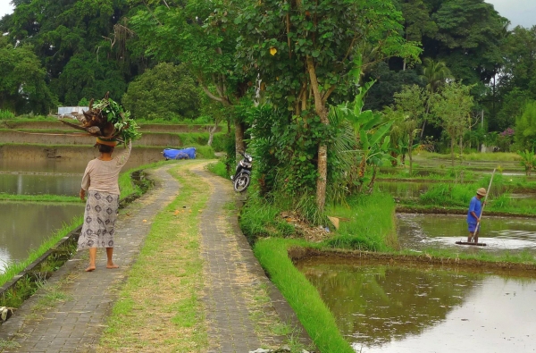Zdjęcie z Indonezji - pola ryzowe - Ubud