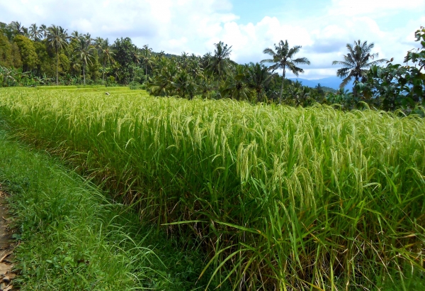 Zdjęcie z Indonezji - pola ryzowe - Ubud