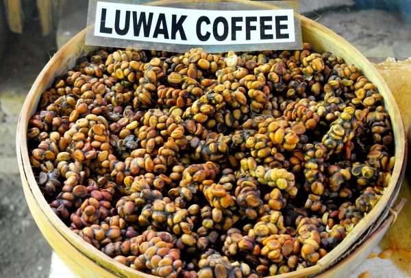 Zdjęcie z Indonezji - slynna kopi luwak