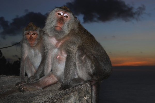 Zdjęcie z Indonezji - Uluwatu