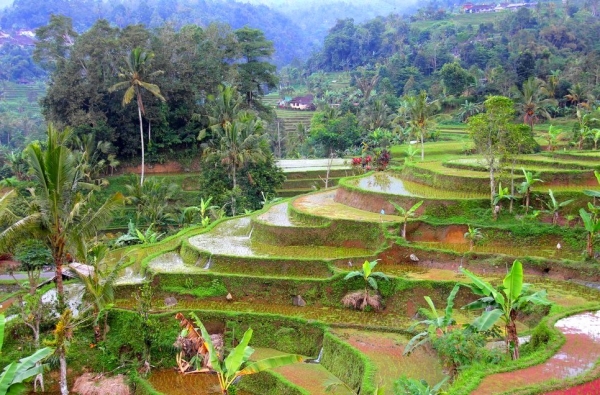 Zdjęcie z Indonezji - tarasy ryzowe Tengalalang