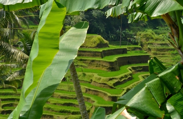 Zdjęcie z Indonezji - tarasy ryzowe Tengalalang