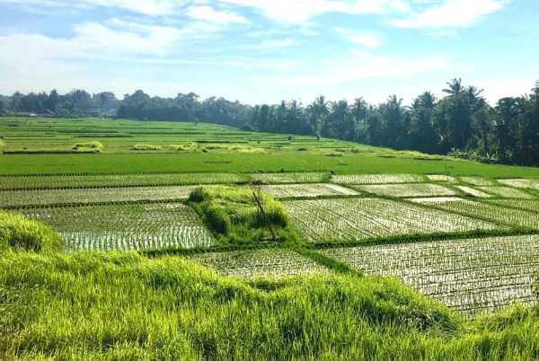 Zdjęcie z Indonezji - w drodze do Tanah Lot