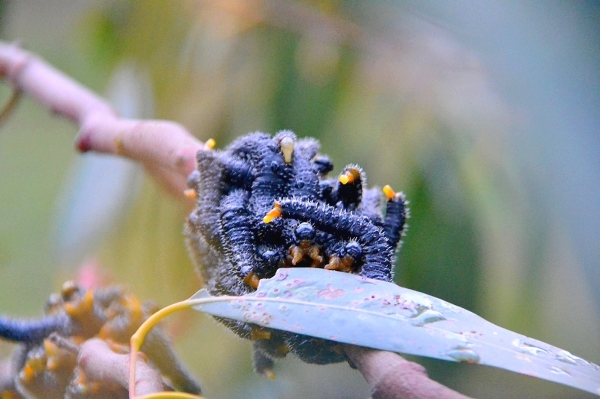 Zdjęcie z Australii - Larwy much rosliniarek zwanych Spitfire Sawfly