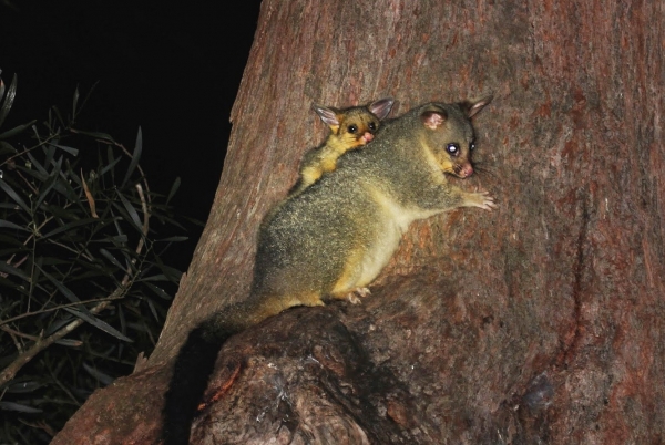 Zdjęcie z Australii - Possum - samica z mlodym