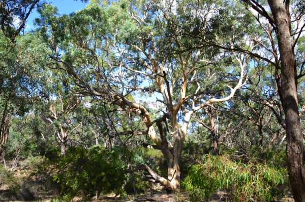 Zdjęcie z Australii - Tangari Regional Park