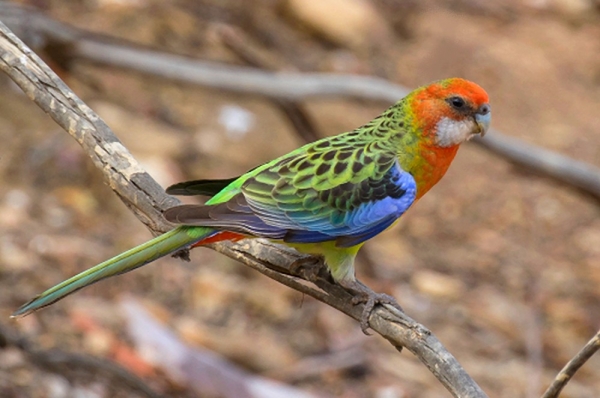 Zdjecie - Australia - Tangari Regional Park