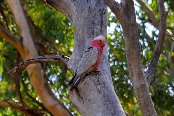 Zdjęcie z Australii - Kakadu rozowa