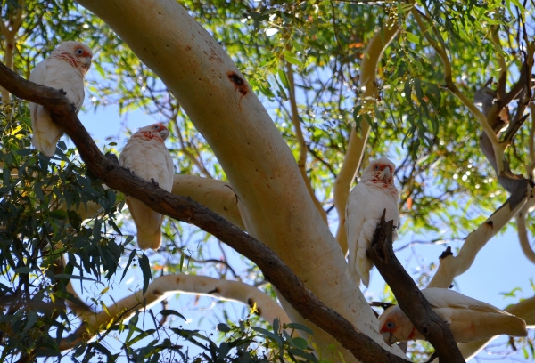 Zdjęcie z Australii - Kakadu sinookie