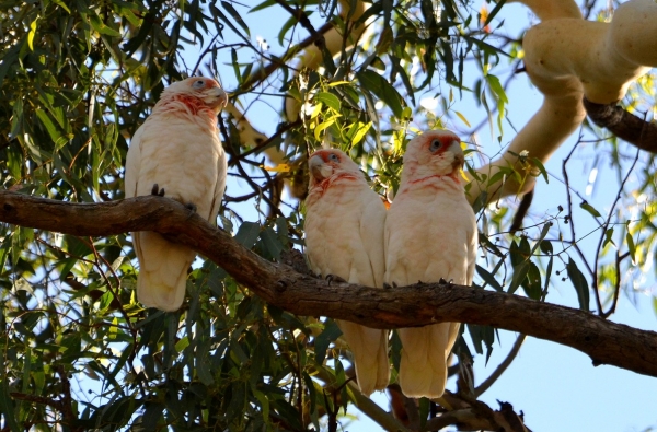 Zdjęcie z Australii - Kakadu sinookie gotowe do snu :)