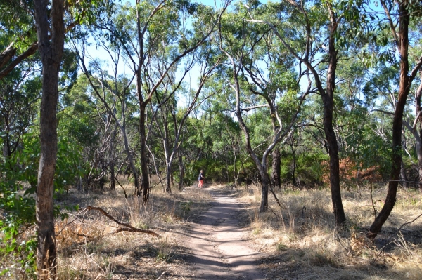 Zdjęcie z Australii - Sciezka przez Tangari park