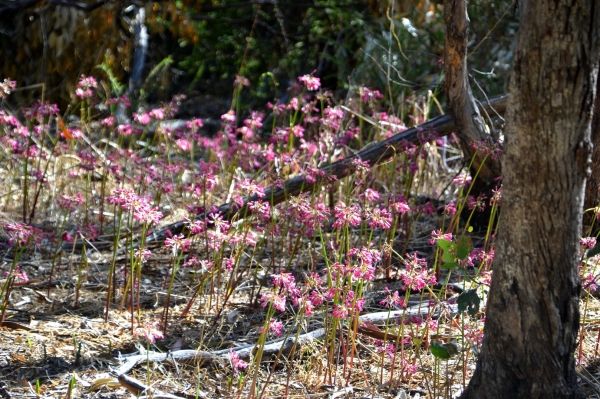 Zdjęcie z Australii - Flora