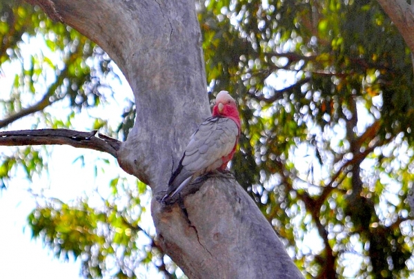 Zdjęcie z Australii - Kakadu różowa
