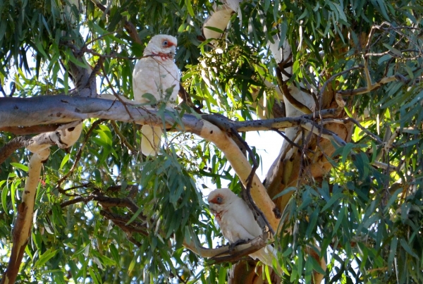 Zdjęcie z Australii - Kakadu sinookie