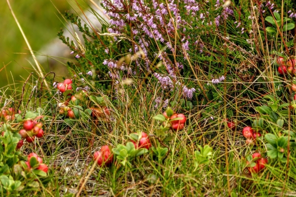 Zdjęcie z Polski - mawiają, że to subalpejska roslinność