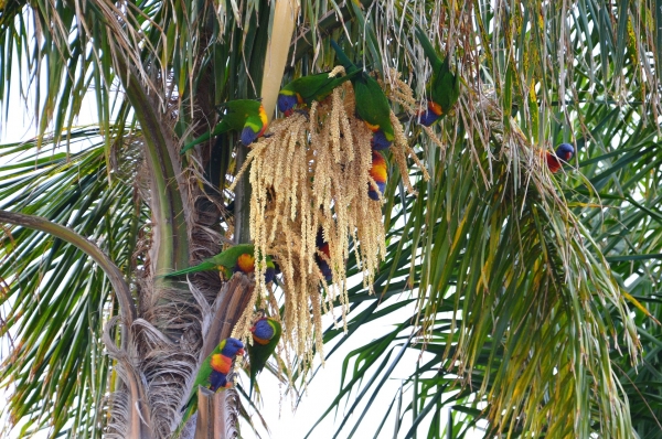Zdjęcie z Australii - Lorysy gorskie na kwiecie palmowym