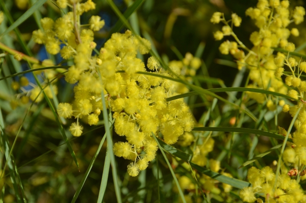 Zdjęcie z Australii - Australijska flora