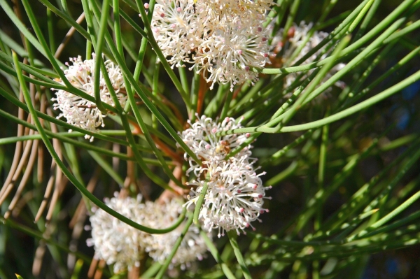 Zdjęcie z Australii - Flora