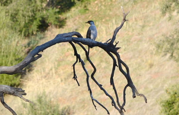 Zdjęcie z Australii - Kormoran białolicy