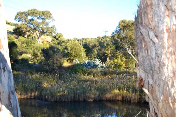 Zdjęcie z Australii - Nad rzeka Onkaparinga