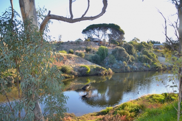 Zdjęcie z Australii - Rzeka Onkaparinga w Old Noarlunga