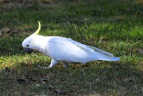 Zdjęcie z Australii - Kakadu żółtoczuba