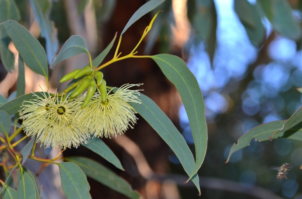 Zdjęcie z Australii - Flora...i fauna z prawej strony :)