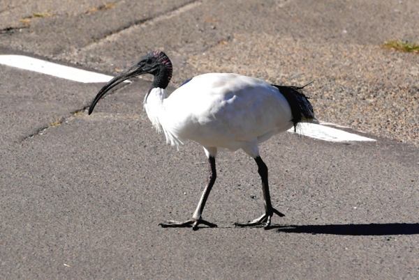 Zdjęcie z Australii - Ibis czarnopióry na ulicy w Old Noarlunga