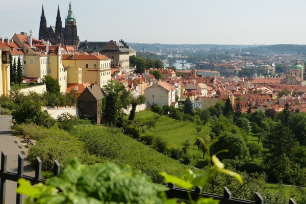 Zdjęcie z Czech - Malostrańskie małe winnice...