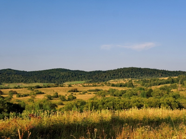 Zdjęcie z Polski - Okolice torfowiska Tarnawa.