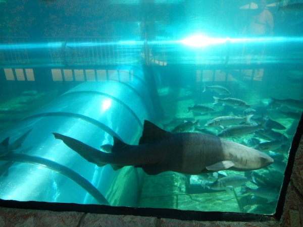 Zdjęcie z Hiszpanii - Siam Park