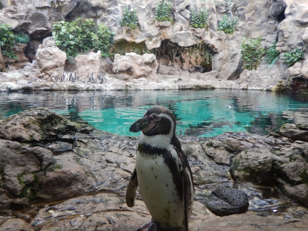 Zdjęcie z Hiszpanii - Loro Park